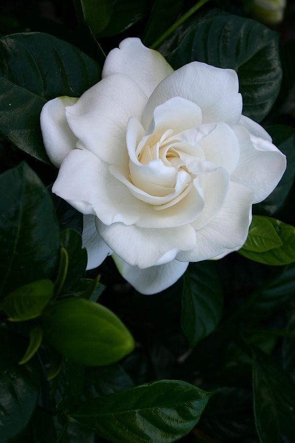 A white gardenia blossom against deep green leaves